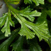 Selaginella doederleinii - Photo (c) T. P. Lin, kaikki oikeudet pidätetään, lähettänyt T. P. Lin