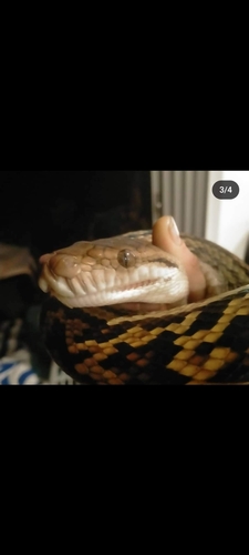 Australian Scrub Python sighting