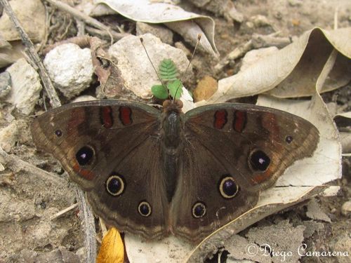 Dark Buckeye