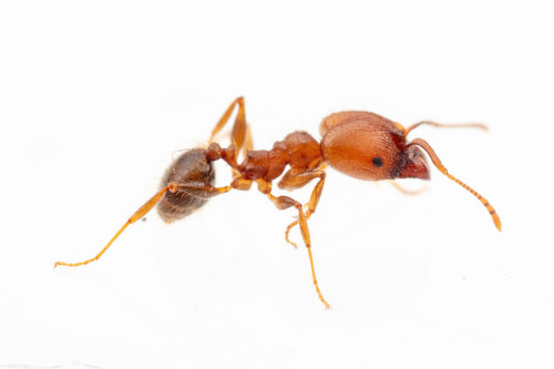 Pheidole pilosiorPheidole pilosior
