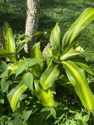 cornstalk dracaena