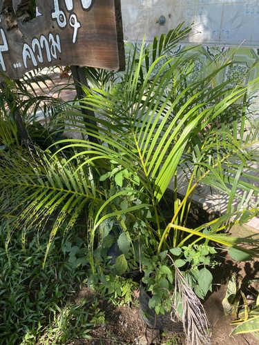 Areca Palm