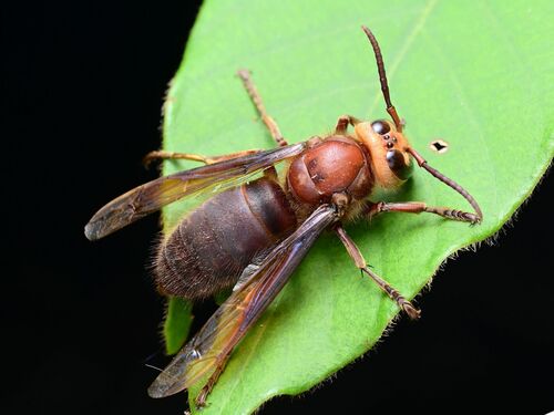 Vespa binghami Buysson, 1905