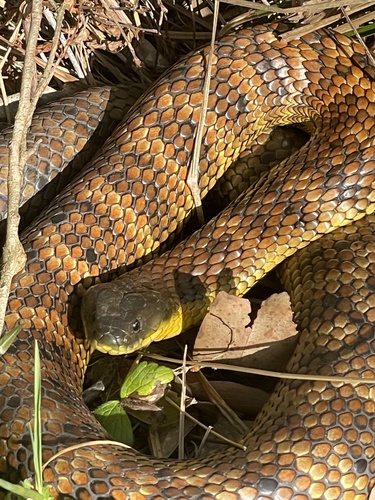 Tiger Snake sighting