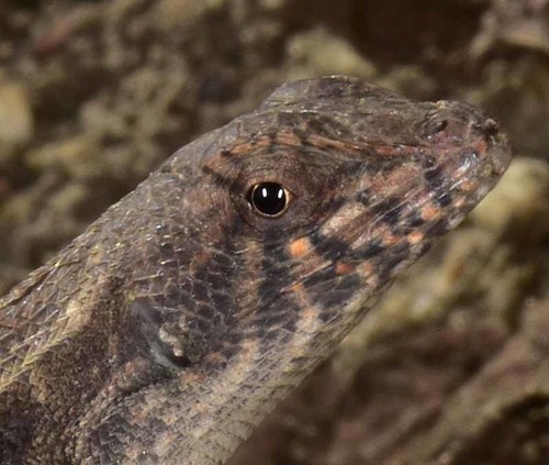 Longtail Spiny Lizard