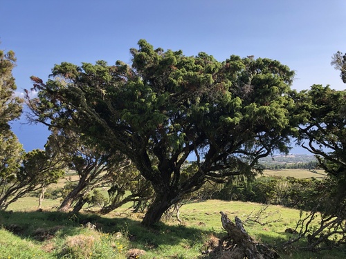 Azores juniper