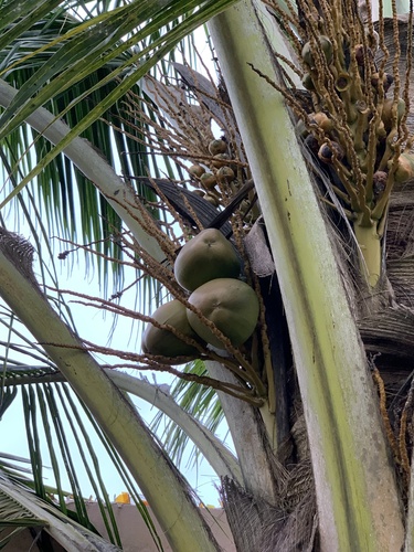 coconut palm