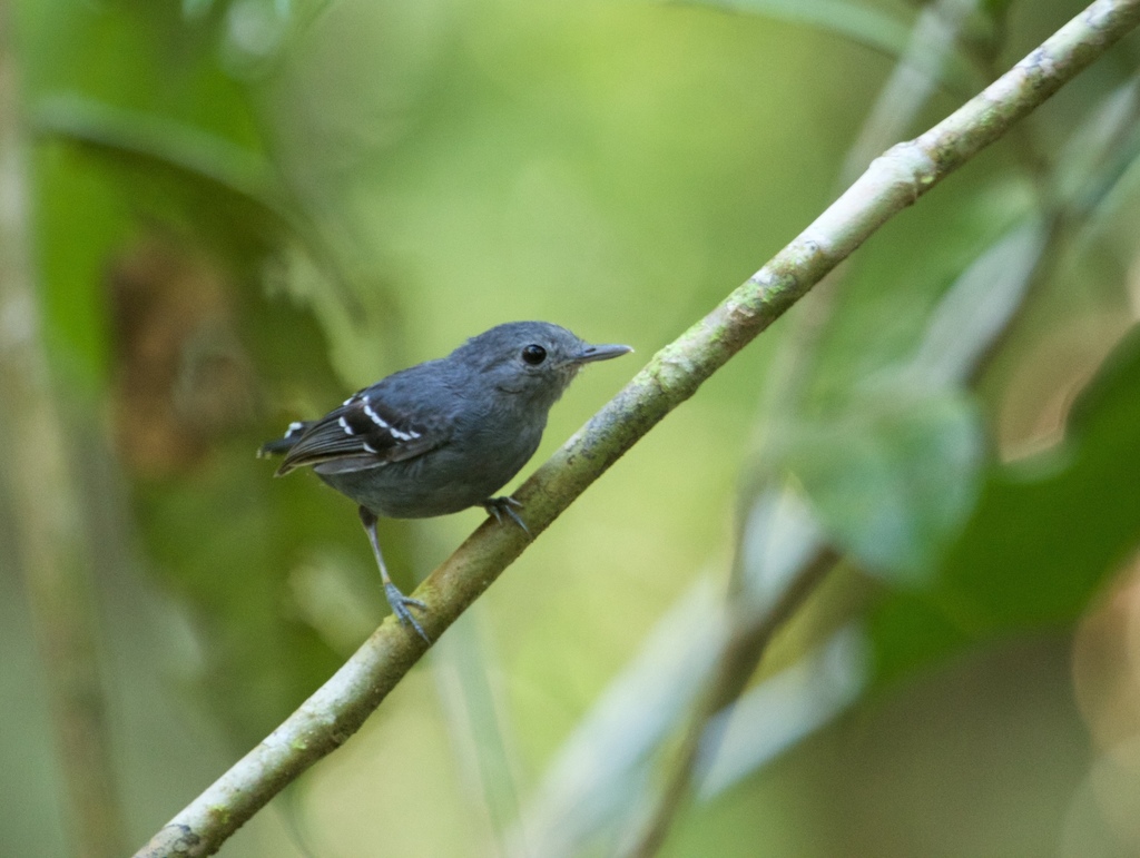 Plain-throated Antwren photo