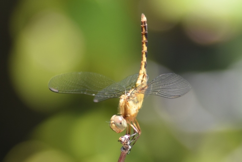 Plateau Dragonlet