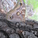 Mariposa Búho de Minerva - Photo (c) Lydia Lozano, todos los derechos reservados, subido por Lydia Lozano