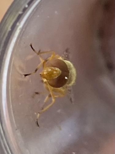 iNaturalist observation photo of Six-spotted Bromeliad Fly