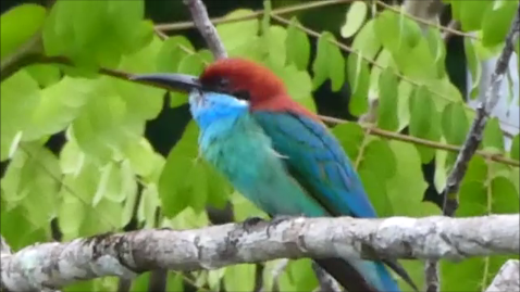 Blue-throated Bee-eater
