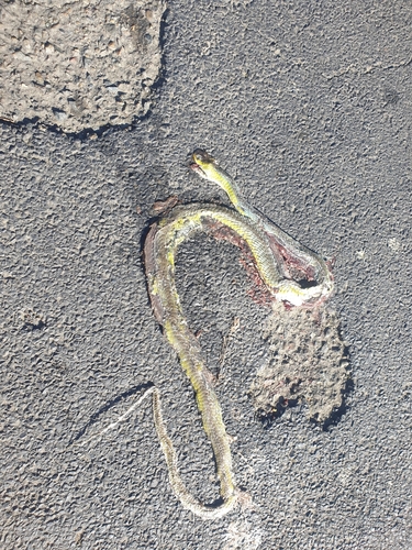 Common Tree Snake sighting