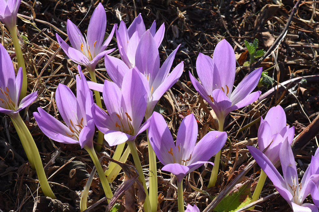 allium cepa plant Allium cernuum Potted Ornamental Onion Plant main image 0