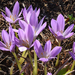 Giant Meadow Saffron - Photo (c) Ori Fragman-Sapir, all rights reserved, uploaded by Ori Fragman-Sapir