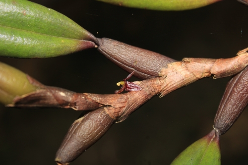Bulbophyllum pendens
