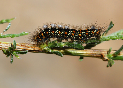 Orgyia dubia