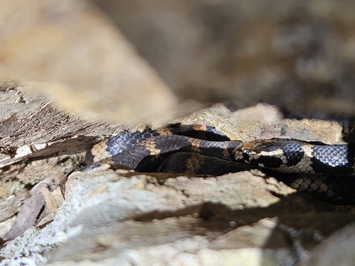 Stephens' Banded Snake sighting