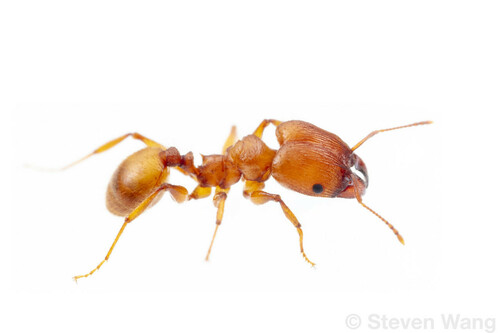 鸿庞大头蚁Pheidole titanis