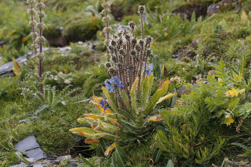 Prickly Blue Poppy