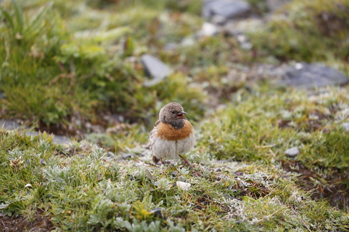 Robin Accentor