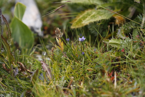 Gentianella azurea