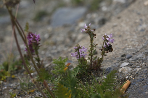 Pedicularis kansuensis