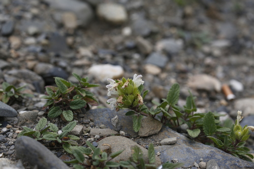 Dracocephalum heterophyllum