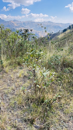 Chilca