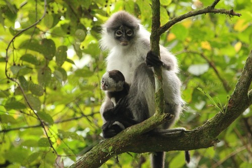 White-thighed surili