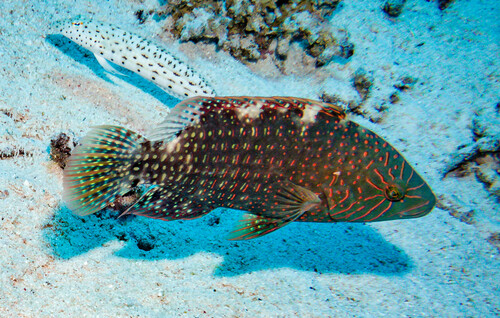 Abudjubbe Wrasse — seen at this dive site
