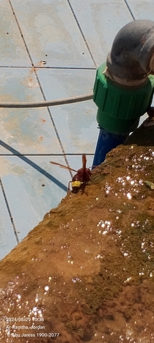 Oriental Hornet