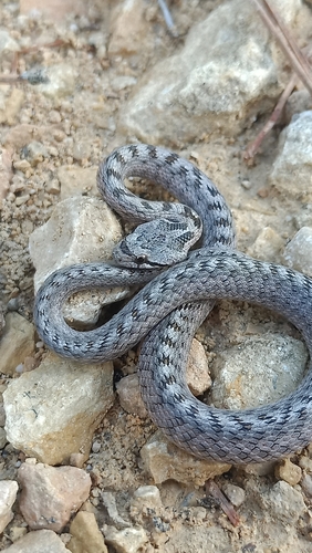 Southern Smooth Snake