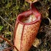 Nepenthes deaniana - Photo (c) Chien Lee, kaikki oikeudet pidätetään, lähettänyt Chien Lee