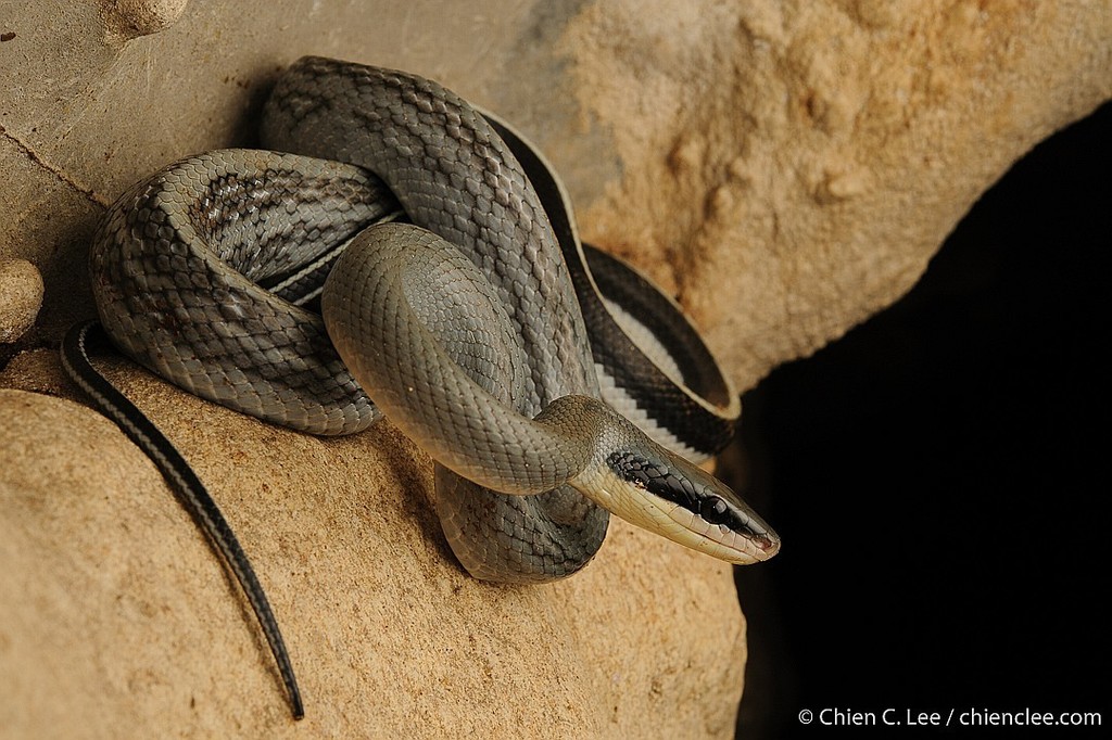 Beauty Ratsnake