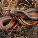 Black-headed Collared Snake - Photo (c) Chien Lee, all rights reserved, uploaded by Chien Lee