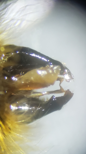Sichel's Bumble Bee