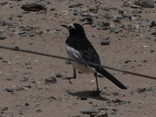 White Wagtail