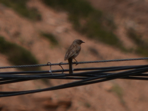 Robin Accentor