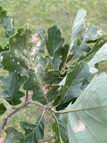 bur oak