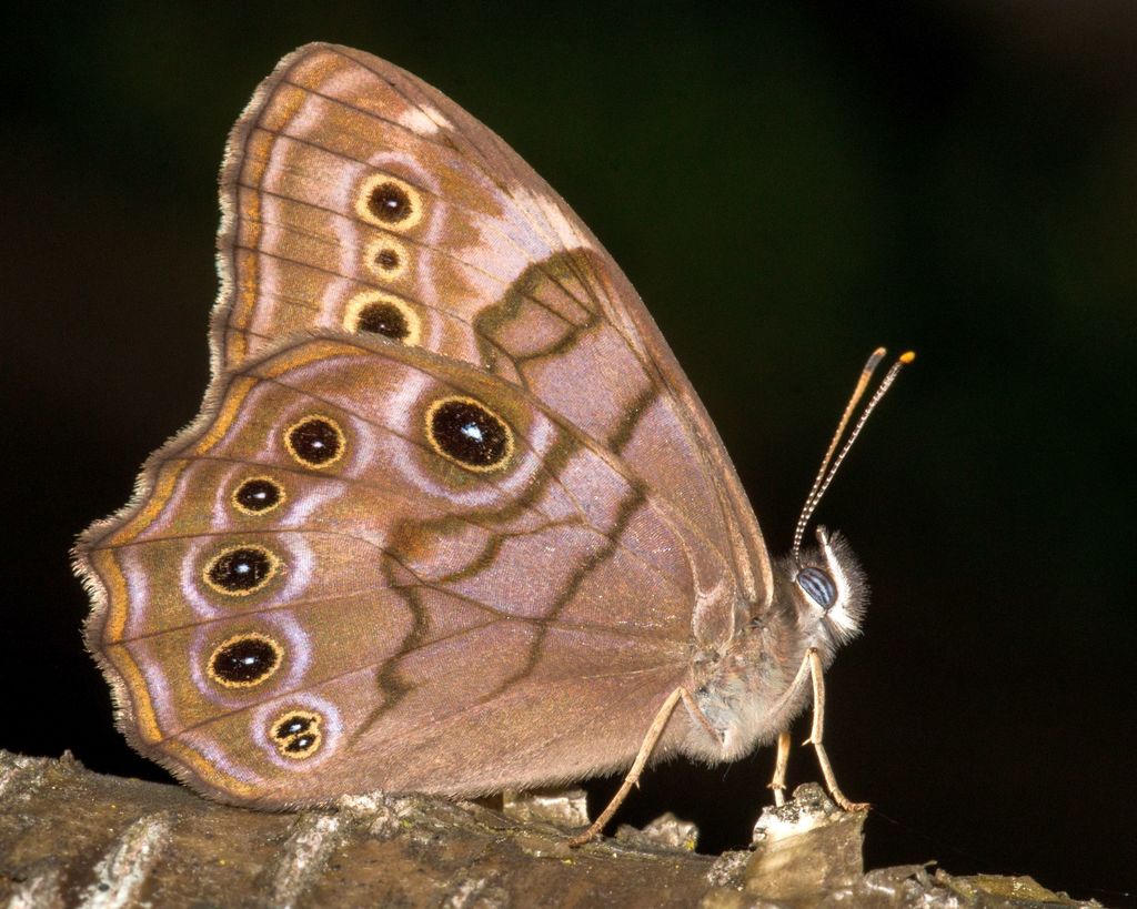 Northern pearly-eye butterfly