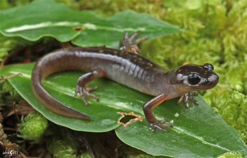 Long-toed Salamander