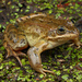 Rana luteiventris - Photo (c) Jake Scott, kaikki oikeudet pidätetään, lähettänyt Jake Scott