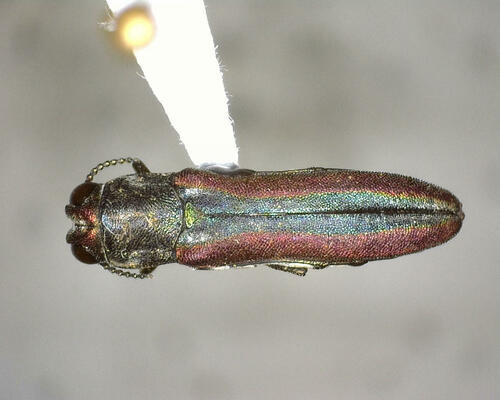 Agrilus pulchellus