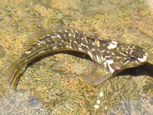 Rock-pool Blenny