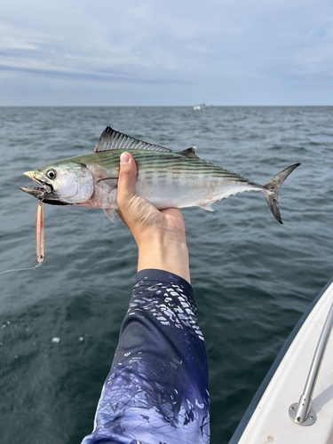Atlantic Bonito
