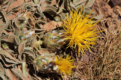 Centaurea nivea