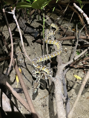 Darwin Carpet Python sighting
