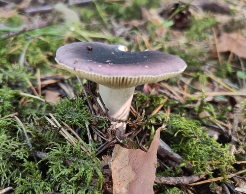 Purple Brittlegill