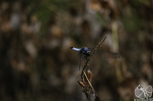 Greater Blue Skimmer